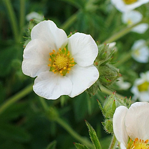 Potentilla rupestris GM P9