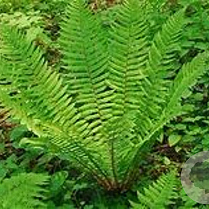 Dryopteris crassirhizoma GM P9