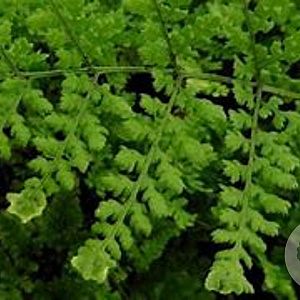 Dryopteris dil. 'Lepidota Cristata' GM P9