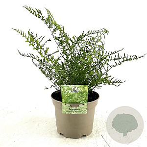 Dryopteris f.-m. 'Lin. Polydactyla' GM P9