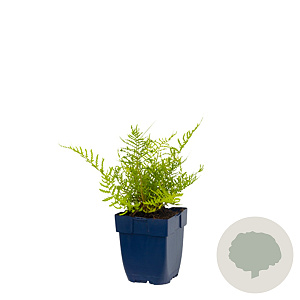 Dryopteris f.-m. 'Lin. Polydactyla' GM  P11