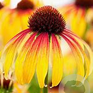 Echinacea 'Fiery Meadow Mama' GM P9