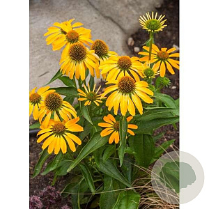 Echinacea Golden Skipper GM P9