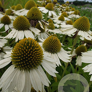 Echinacea 'Meditation White' GM P9