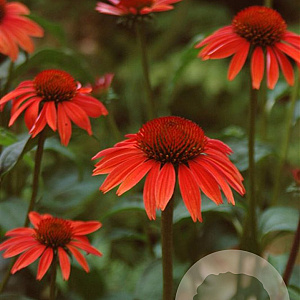 Echinacea p. 'Sundown' GM P9