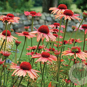 Echinacea p. 'Sundown' GM P9