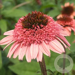 Echinacea 'Raspberry Truffle' GM P9