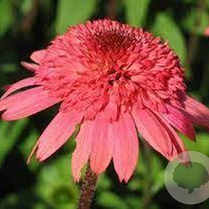 Echinacea 'Raspberry Truffle' GM P9