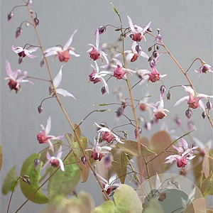Epimedium 'Aziatic Hybrid' GM P9