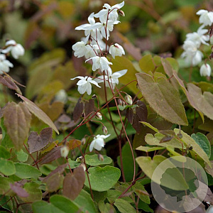 Epimedium diphyllum kitamuranum GM P9