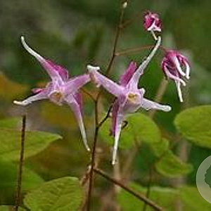 Epimedium grandiflorum violaceum GM P9