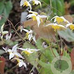 Epimedium 'Mandarin Star' GM P9
