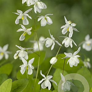Epimedium y. 'Niveum' GM P9