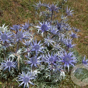 Eryngium bourgatii GM P9