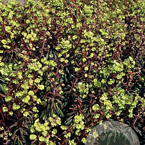 Euphorbia amygdal. 'Purpurea' GM P9