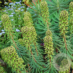 Euphorbia char. 'Black Pearl' GM P9