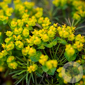 Euphorbia cyp. 'Fens Ruby' GM P9