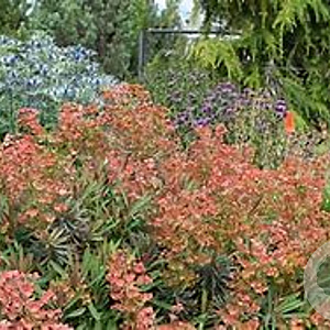 Euphorbia 'Galaxy Glow' GM P9