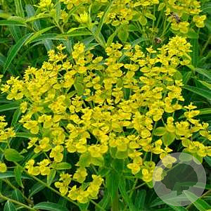 Euphorbia schillingii GM P9