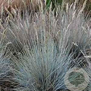 Festuca glauca 'Blauglut' GM P9