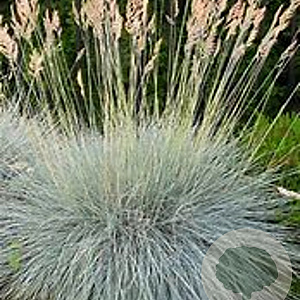 Festuca glauca 'Hoggar' GM P9