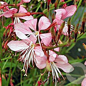 Gaura l. 'Summer Emotions' GM P9