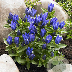 Gentiana 'True Blue' GM P9