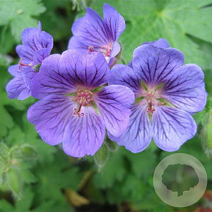 Geranium 'Blue Blood' GM P9