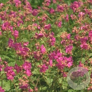 Geranium macr. 'Bevan's Variety' GM P9