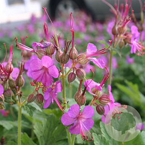 Geranium macr. 'Bevan's Variety' GM P9