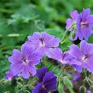 Geranium magnificum 'Ernst Pagels' GM P9