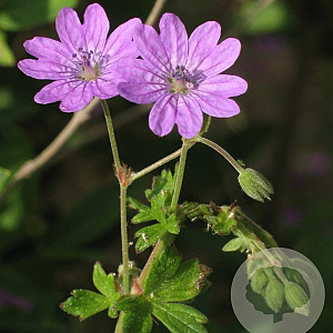 Geranium pyrenaicum GM P9
