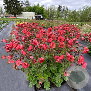 Geum Coral Tempest GM P9