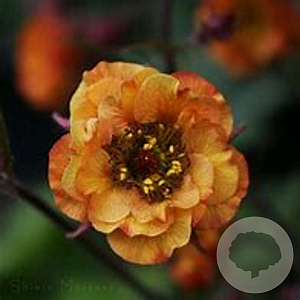 Geum 'Mango Lassi' GM P9