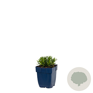 Lithodora d. 'Heavenly Blue' GM  P11