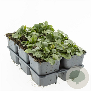 Gypsophila cerastioides GM P9