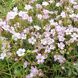Gypsophila repens 'Dorothy Teacher' GM P9