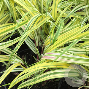 Hakonechloa macra 'Naomi' GM P9