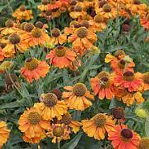 Helenium Mardi Gras GM P9