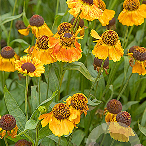 Helenium Mardi Gras GM P9