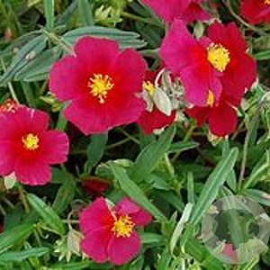 Helianthemum 'Beech Park Red' GM P9