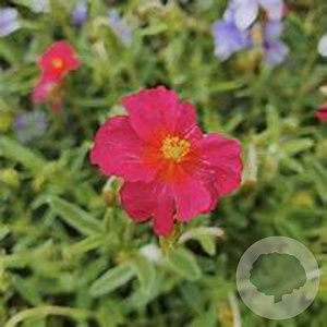 Helianthemum 'Stoplight' GM P9
