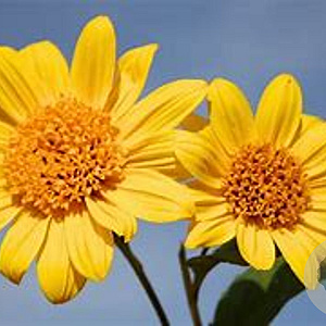 Helianthus dec. 'Meteor' GM P9