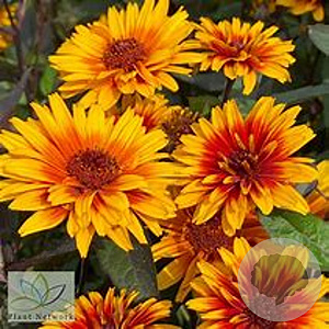 Heliopsis h. 'Funky Spinner' GM P9