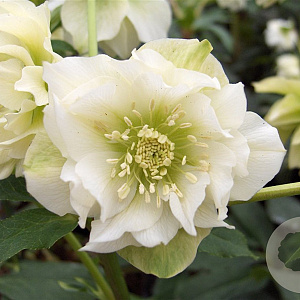 Helleborus o. 'Double Ellen White' GM P9