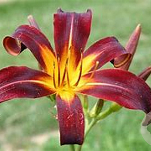Hemerocallis 'Black Plush' GM P9