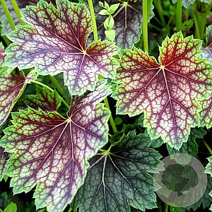 Heuchera a. 'Dale' GM P9