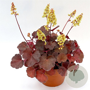 Heuchera 'Blondie' GM P9