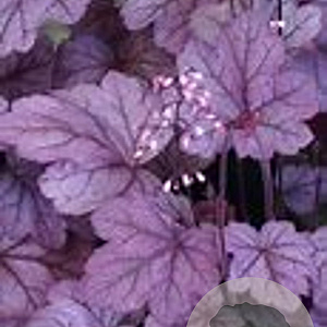 Heuchera 'Georgia Plum' GM P9