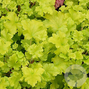 Heuchera 'Lime Marmalade' GM P9